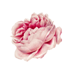 Rose Bloom Flower Clipart