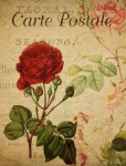 Rose Flower Vintage Postcard