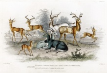 Mammals Antelopes Vintage Old