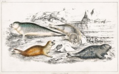Mammals Seals Vintage Old