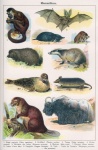 Mammals Wildlife Vintage Old