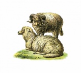 Sheep Vintage Illustration Clipart