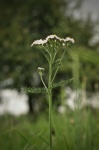 Yarrow Medicinal Plant Wildflower