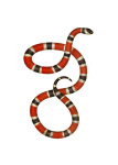 Snake Vintage Clipart Art
