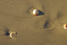 Sea Shells On Sandy Beach