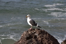 Seagull On A Rock Ocean Background