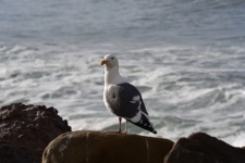 Seagull On Rock Facing Camera