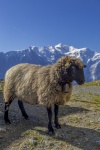 Sheep On The Mountain