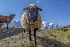 Sheep On The Mountain