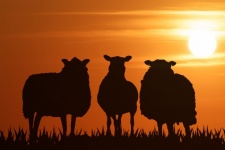 Sheep Sunset Silhouette