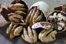 Shelled Pecan Nuts On Wood