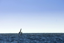 Silhouette - Windsurfer On Blue Sea