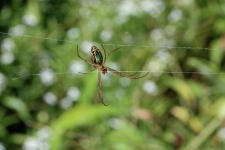 Silver Marsh Spider In A Garden