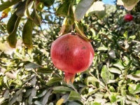Single Red Pomegranate