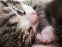 Sleeping Kitten