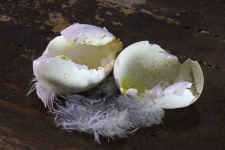 Small Broken Bird&039;s Egg Shells