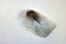 Small Grey And White Down Feather