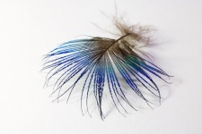 Small Luminous Blue Peacock Feather