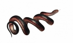 Snake Vintage Art