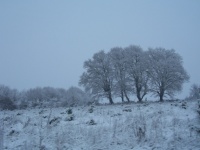 Snowed Landscape