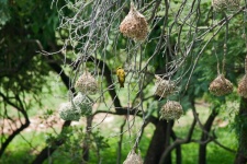 Southern Masked Weaver On A Branch