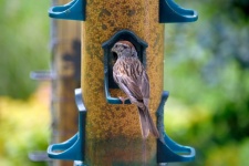 Sparrow At Birdfeeder