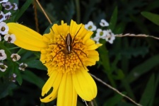 Spider On Yellow Flower