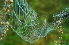 Spider Web Dewdrop Art Nature