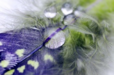 Still Life Photo Of Feathers Drops