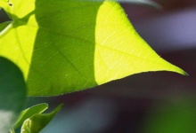 Sunlight On Apex Of A Pointed Leaf