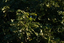 Sunlight On Leaves Of Cape Ash Tree
