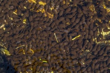 Tadpole Frogs In Pond