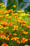 Tagetes Flower Marigold Photo
