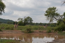 Tall Giraffe At A Waterhole