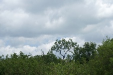 Tall Tree Against A Cloudy Sky