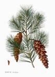 Pine Branch Cones Vintage Old