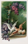 Doves Flowers Vintage Postcard