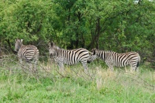 Three Zebra In A South Africa