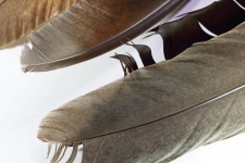 Tips Of Brown & Dark Feathers