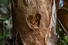 Tree Bark Heart