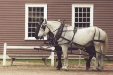Two Horses With Harness