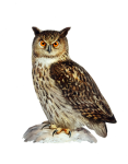 Eagle Owl Vintage Clipart Art