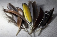 View Of A Collection Of Feathers