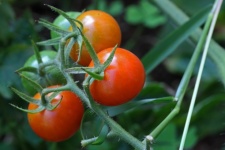View Of Ripe Red Cocktail Tomatoes