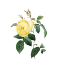 Vintage Flower Rose Clipart