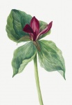 Vintage Floral Art Watercolor