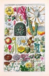 Vintage Art Botany Cacti