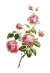 Vintage Rose Art Clipart