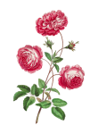 Vintage Rose Art Clipart
