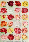Vintage Advertising Flowers Roses